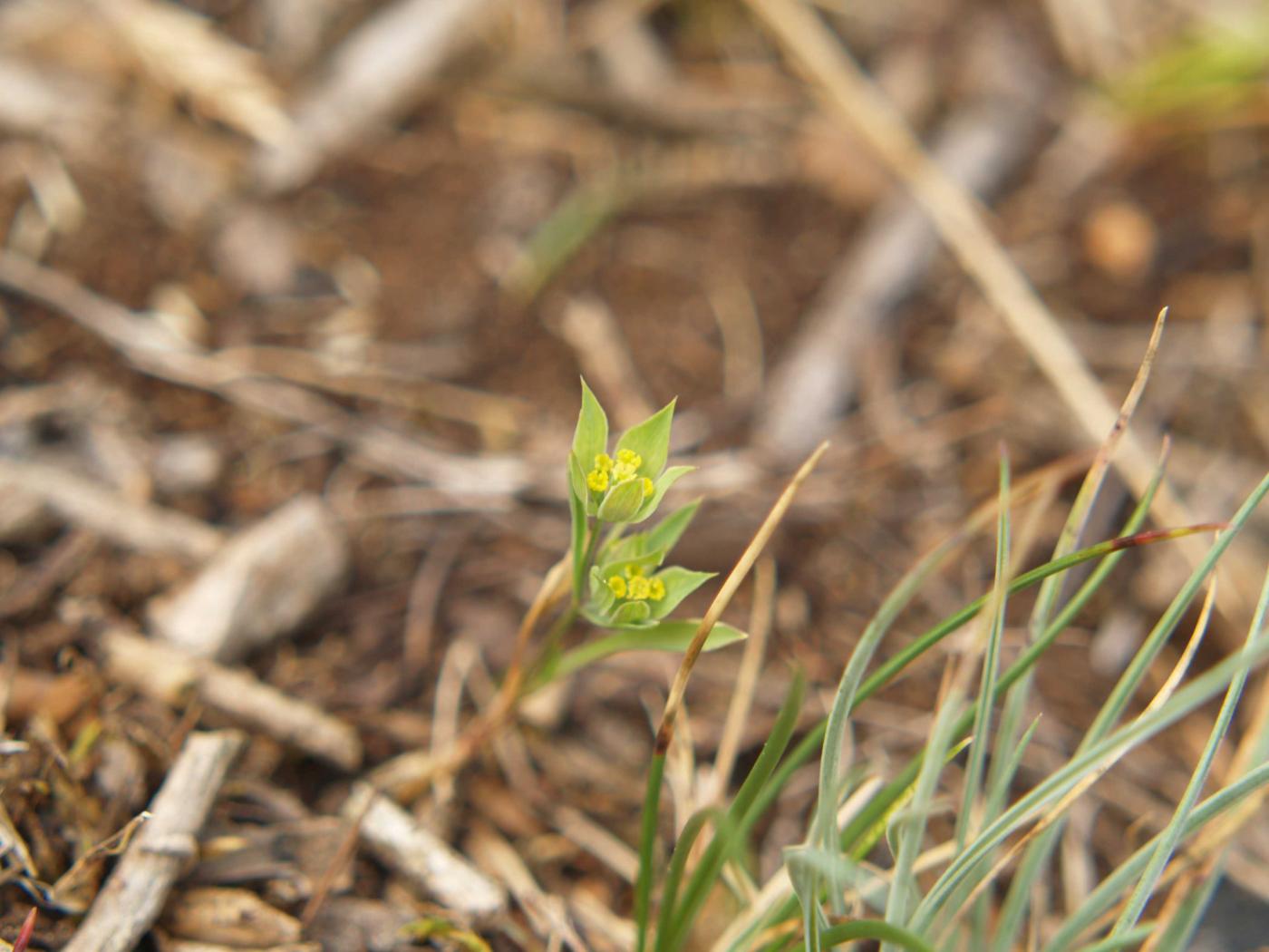 Hare's-Ear, Small plant
